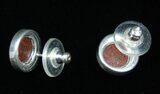 Dark Red, Polished Dinosaur Bone (Gembone) Post Earrings #54098-1
